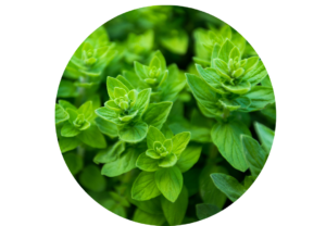 Oregano essential oil for dental health