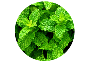 Peppermint essential oil for dental health