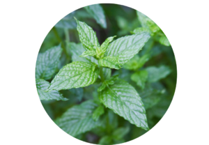 Spearmint essential oil for dental health