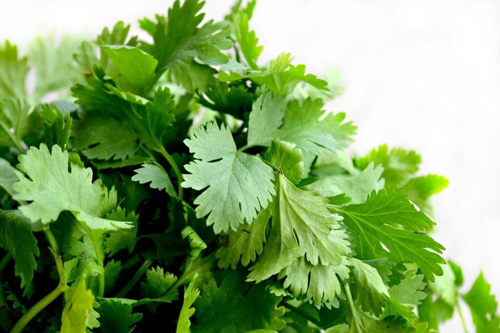 cilantro-nitric-oxide