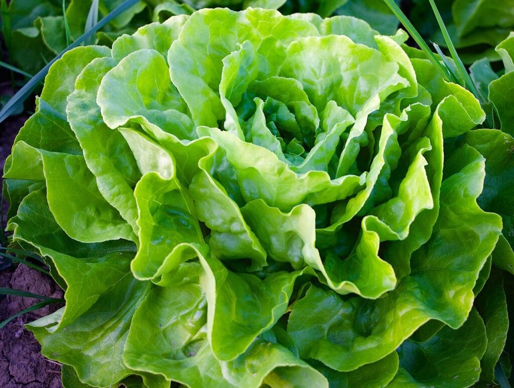 lettuce-nitric-oxide
