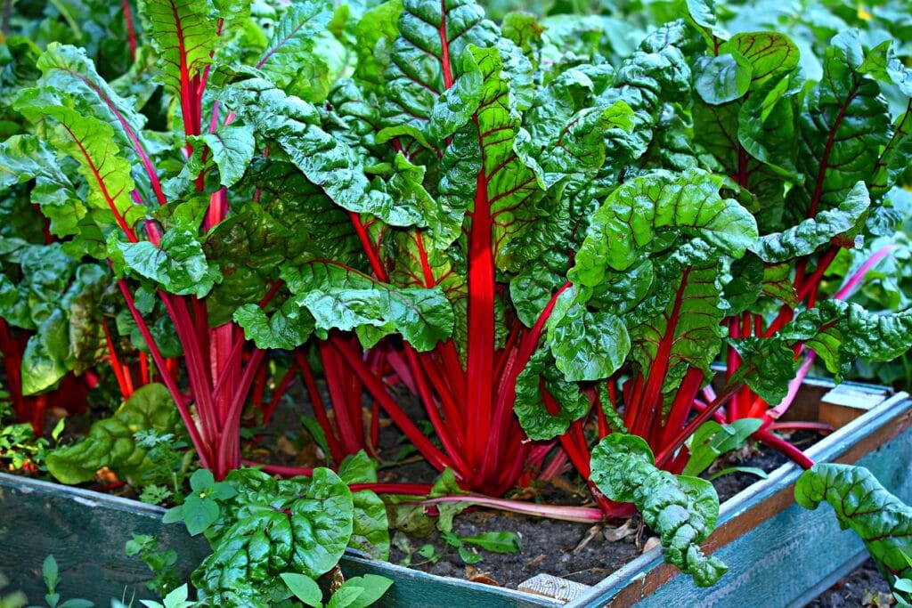swiss-chard-nitric-oxide