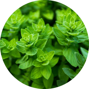 Oregano leaves round
