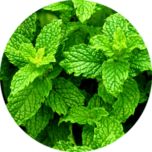 Peppermint leaves round Peppermint leaves for Ora-Shield.