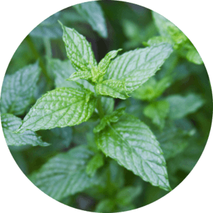 Spearmint leaves round