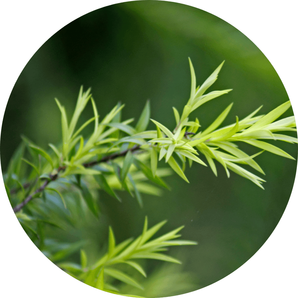 Tea tree leaves round
